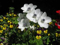 ANEMOLO - ANEMONE CORONARIA Ranuncolacee