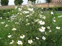 ANEMONE HYBRIDA 1