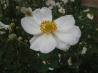 ANEMONE HYBRIDA 2