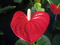 ANTURIO - ANTHURIUM 1 aracee