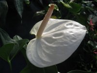 ANTURIO - ANTHURIUM 2