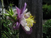 AQUILEGIA 1