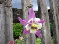 AQUILEGIA 2