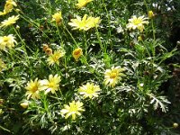 ARGYRANTHEUM