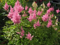 ASTILBE