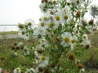 ASTRO - ASTER ERICOIDES