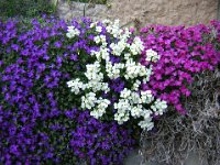 AUBREZIA - AUBRIETA DELTOIDEA