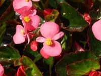 BEGONIA -