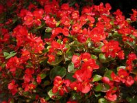 BEGONIA - BEGONIA SEMPERFLORES 1
