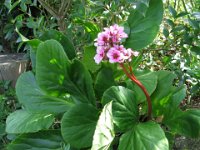 BERGENIA 1