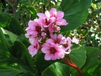 BERGENIA 2