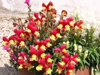 BOCCA DI LEONE - ANTIRRHINUM MAJUS 1