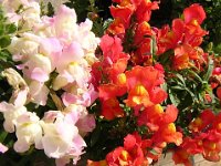 BOCCA DI LEONE - ANTIRRHINUM MAJUS 2
