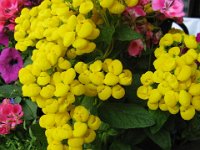 CALCEOLARIA - CALCEOLARIA INTEGRIFOGLIA