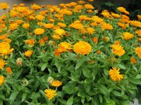 CALENDULA - CALENDULA OFFICINALIS 1