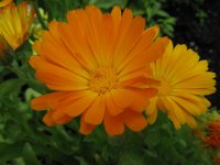 CALENDULA - CALENDULA OFFICINALIS 2