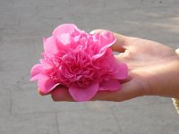 CAMELIA  a fiore doppio - CAMELLIA