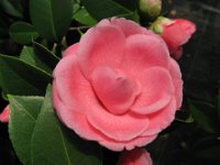 CAMELIA 0