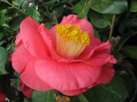 CAMELIA SASANQUA 1