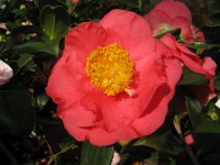 CAMELIA SASANQUA 2