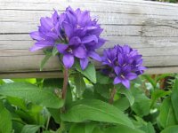 CAMPANULA A CAPOLINO - CAMPANULA GLOMERATA