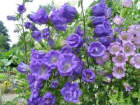 CAMPANULA MEDIUM