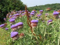 CARCIOFO - CYNARA CARDUNCULUS 1