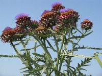 CARCIOFO - CYNARA CARDUNCULUS 2