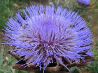 CARCIOFO - CYNARA CARDUNCULUS 3