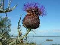 CARCIOFO - CYNARA CARDUNCULUS SCOLYMUS ..