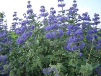 CARYOPTERIS CLANDONENSIS 1