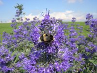 CARYOPTERIS CLANDONENSIS 2