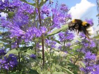 CARYOPTERIS CLANDONENSIS 3