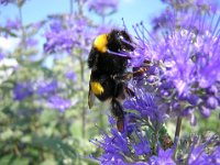 CARYOPTERIS CLANDONENSIS 4 - BOMBO - BOMBUS AGRORUM