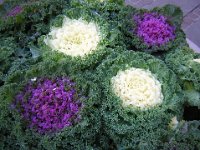 CAVOLO ORNAMENTALE - BRASSICA OLERACEA
