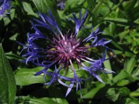 CENTAUREA 1