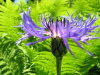 CENTAUREA 2