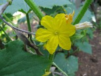 CETRIOLO - CUCUMIS SATIUV
