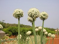 CIPOLLA - ALLIUM CEPA