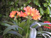 CLIVIA - AMARYLLIDACEAE