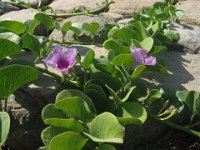 CONVOLVOLO - CONVOLVOLUS MAURITANICUS SINAI