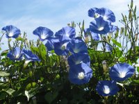 CONVOLVOLO - IPOMOEA - CONVOLVOLUS MAJOR 1