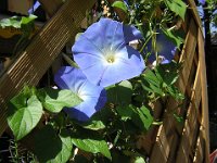 CONVOLVOLO - IPOMOEA - CONVOLVOLUS MAJOR 2
