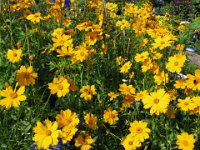 COREOPSIS GRANDIFLORA 1