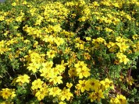 COREOSSIDE - COREOPSIS VERTICILLATA
