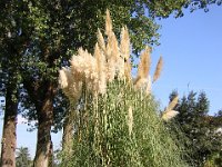 CORTADERIA ARGENTEA - GYNEREUM ARGENTEUM 1