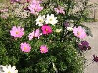 COSMEA - COSMOS 1