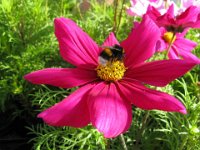 COSMEA - COSMOS 2