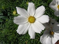 COSMEA - COSMOS 3