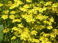 CREPIDE - CREPIS